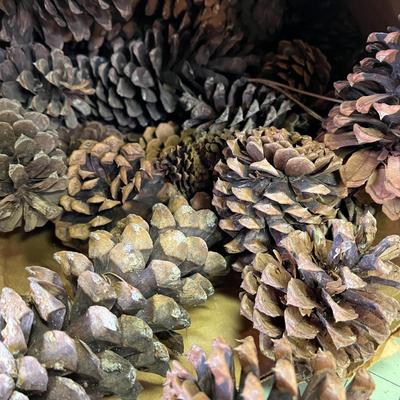 Pinecones