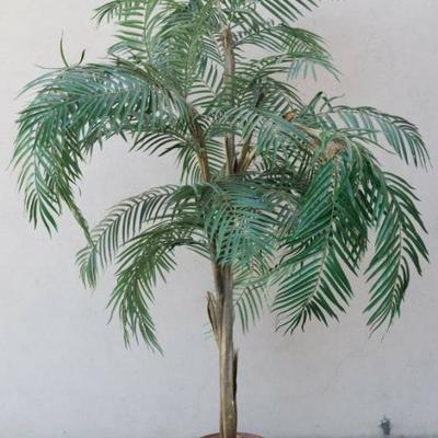 Decorative Palm Tree House Plant
