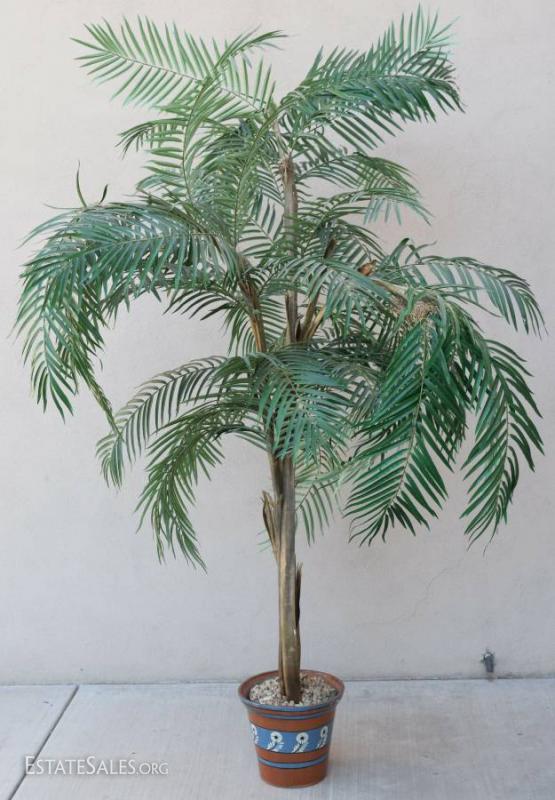 Decorative Palm Tree House Plant