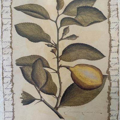 Framed Lemon Print