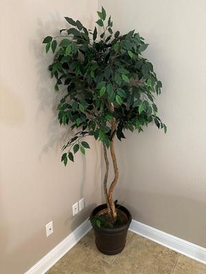 6ft Artificial Ficus Tree