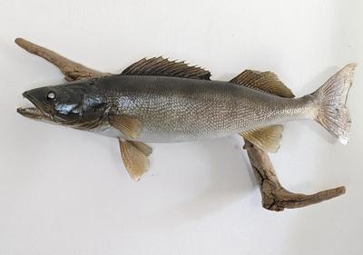 Taxidermied Walleye