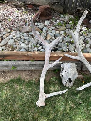 HUGE ANTLERS AND SKULL