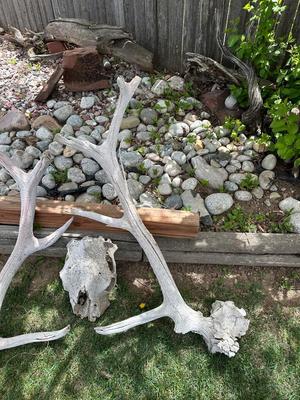 HUGE ANTLERS AND SKULL
