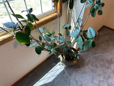 LIVE RUBBER TREE IN A BRASS POT