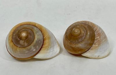 2 large Brown Snail Shells Nautical seashells