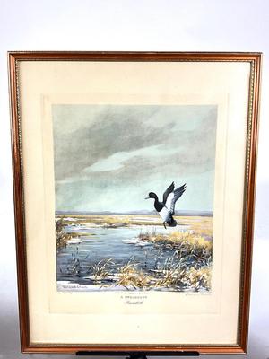1125 Vintage Signed A. STRAGGLER Broadbill Engraving by Roland Clark 250/ Artist's Proof