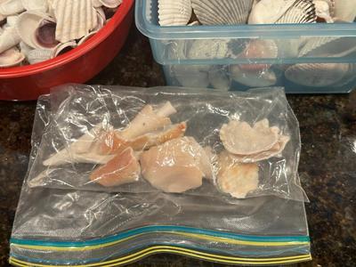 SEA SHELLS