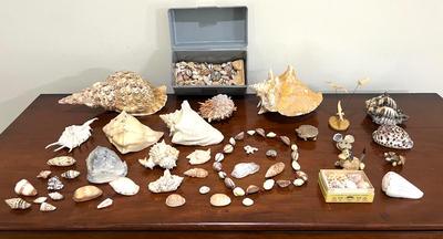 Sea Shell Collection Lot