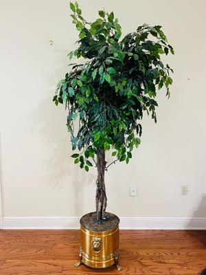 Over 6 1/2 Feet Tall Tree & Vintage Brass Footed Planter