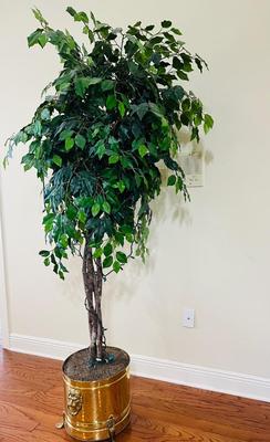 Over 6 1/2 Feet Tall Tree & Vintage Brass Footed Planter