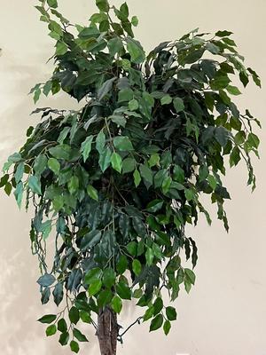 Over 6 1/2 Feet Tall Tree & Vintage Brass Footed Planter