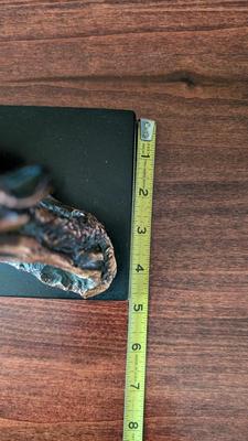 Copper Cast Spanish Bull
