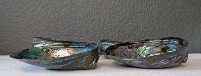 New Zealand Paua Shells