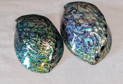 New Zealand Paua Shells