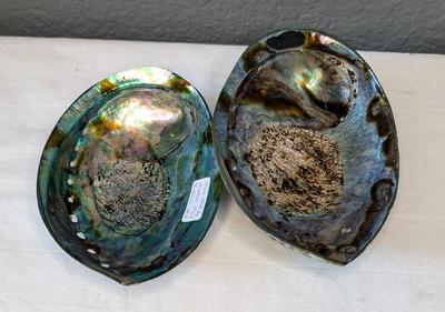 New Zealand Paua Shells