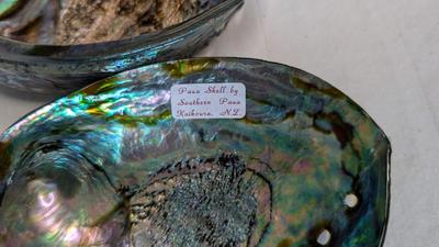 New Zealand Paua Shells