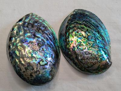 New Zealand Paua Shells