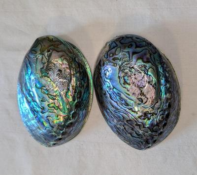 New Zealand Paua Shells