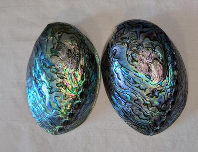 New Zealand Paua Shells