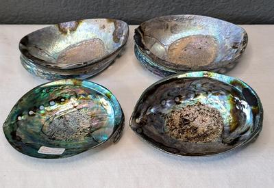 New Zealand Paua Shells