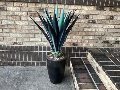 Pier1 Rubber Plant