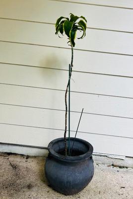 Painted terra-cotta planter with plant