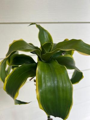 Painted terra-cotta planter with plant