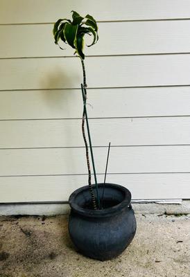 Painted terra-cotta planter with plant