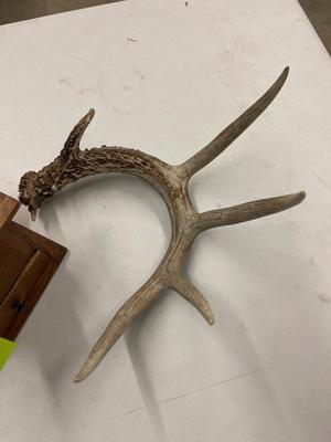 Y8-coffee Grinder plus antler