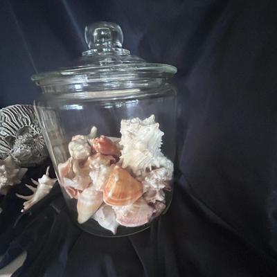 Shell Collection with Framed Art (LR-BB)