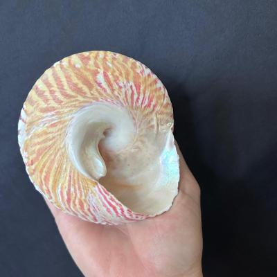 Shell Collection with Framed Art (LR-BB)