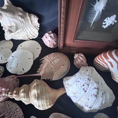 Shell Collection with Framed Art (LR-BB)