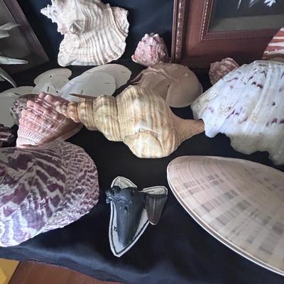 Shell Collection with Framed Art (LR-BB)