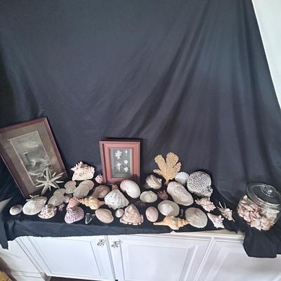Shell Collection with Framed Art (LR-BB)