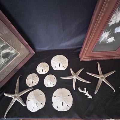 Shell Collection with Framed Art (LR-BB)