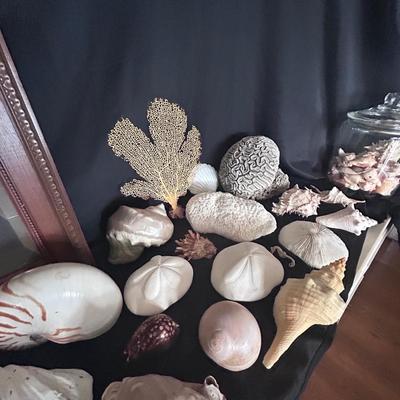 Shell Collection with Framed Art (LR-BB)