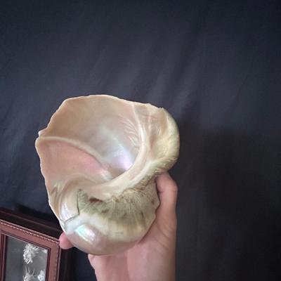 Shell Collection with Framed Art (LR-BB)