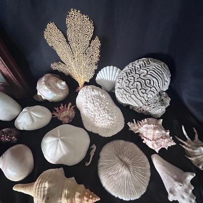Shell Collection with Framed Art (LR-BB)