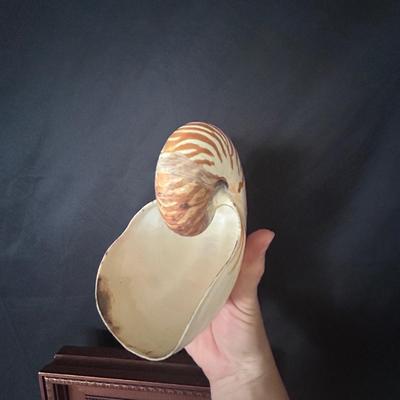 Shell Collection with Framed Art (LR-BB)