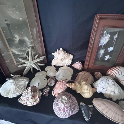Shell Collection with Framed Art (LR-BB)