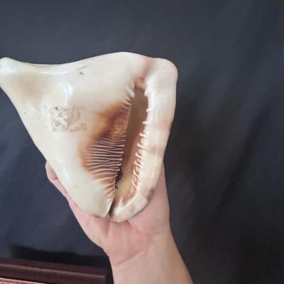 Shell Collection with Framed Art (LR-BB)