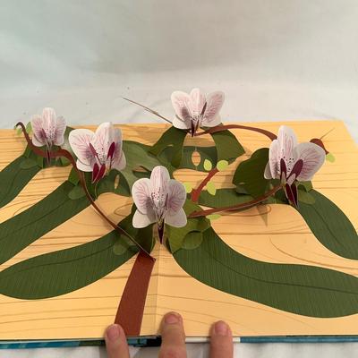 Three Dimensional Models & Pop Up Books (D-MK)