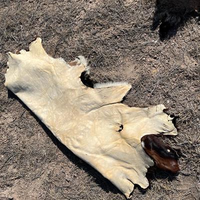 Large cow hide