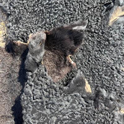 3 Small lamb hides
