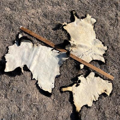 3 Small lamb hides