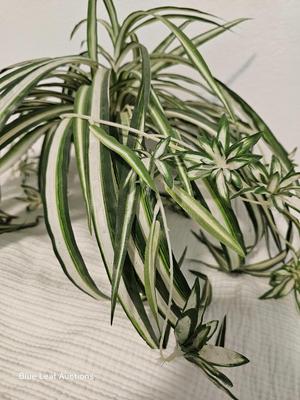 Lot 16: Lot of Misc Artificial Lighted Decorative Foliage