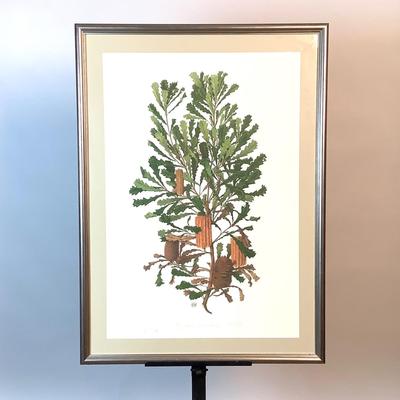 505 Australian Celia Rosser Circa Banksia Quercifolia Signed & Numbered Lithograph