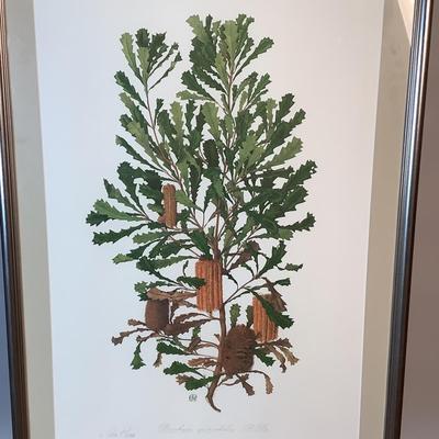 505 Australian Celia Rosser Circa Banksia Quercifolia Signed & Numbered Lithograph
