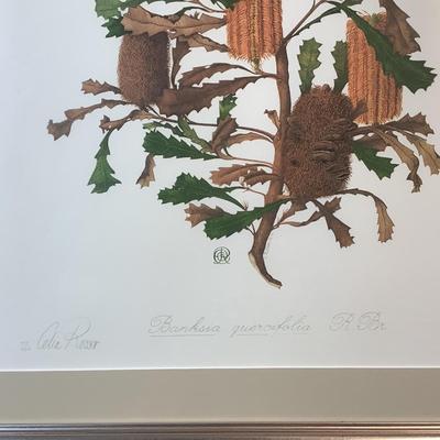 505 Australian Celia Rosser Circa Banksia Quercifolia Signed & Numbered Lithograph